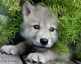/album/fotogaleria/mieszaniec-husky-i-wilk-jpg1/